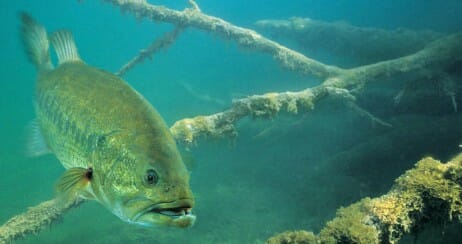 black bass