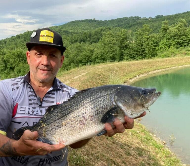 aps lake striped bass