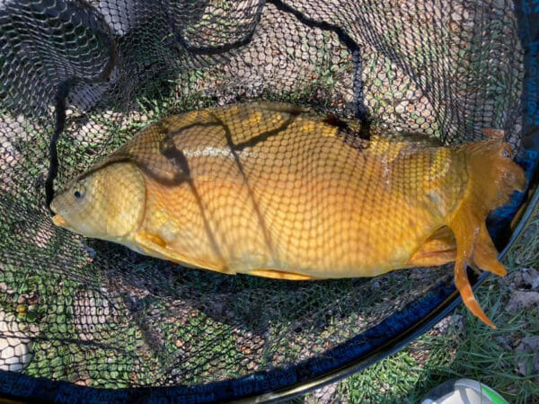 lago azzurro sansepolcro carpa