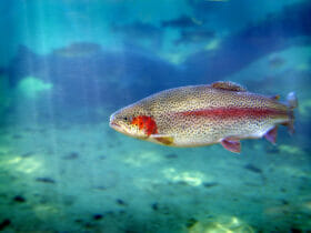 trota lago salmonata