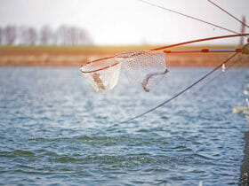 Trout Area Classifiche