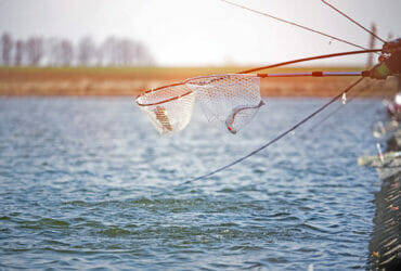 Trout Area Classifiche