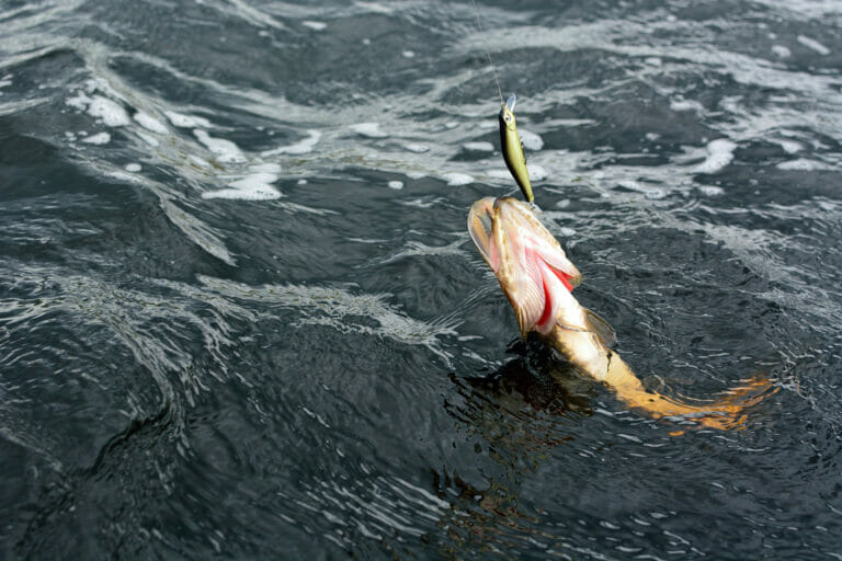 esca swimbait predatori