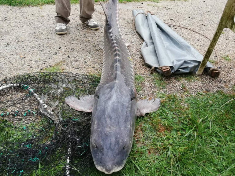 lago pesca sportiva serravalle pistoiese storione
