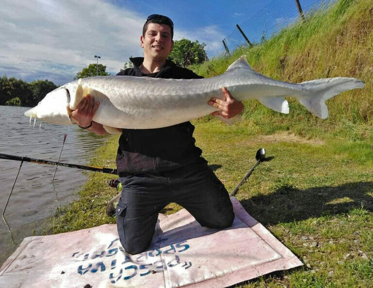 pesca allo storione pesca sportiva quattro laghi