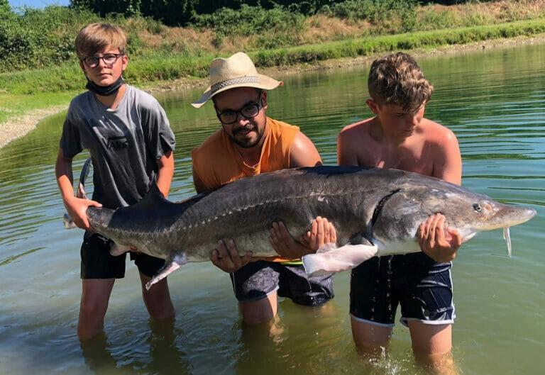 pesca sportiva quattro laghi storione bianco