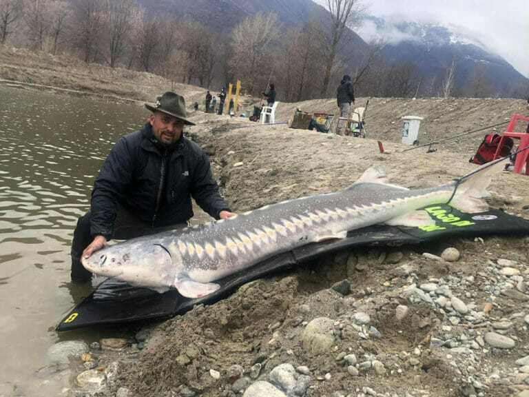 Storione gigante lago di Megolo