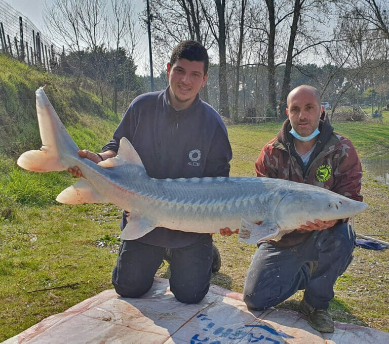 storione pesca sportiva quattro laghi