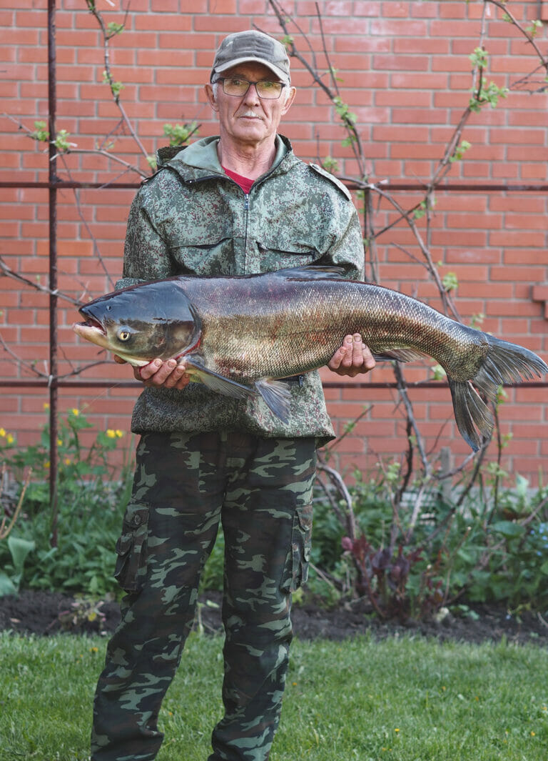 carpa argentata silver carp