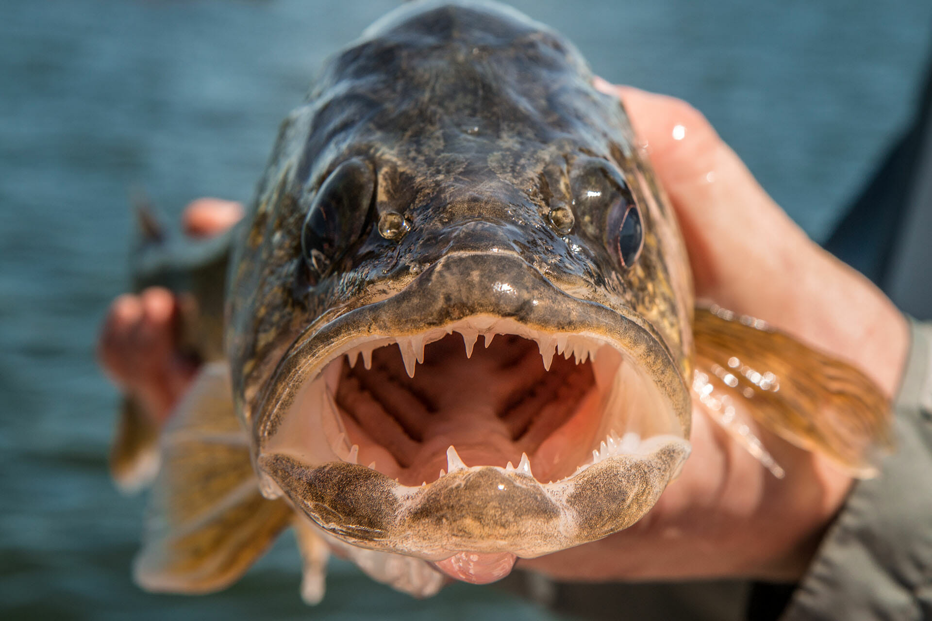 Major Fish Premium - Scatola Regalo Per Pesca Ai Predatori (Luccio, Lucioperca, Persico) - Esche E Terminali Di Qualità, Selezione Variabile