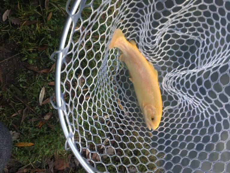 lago andreuccio trota albina