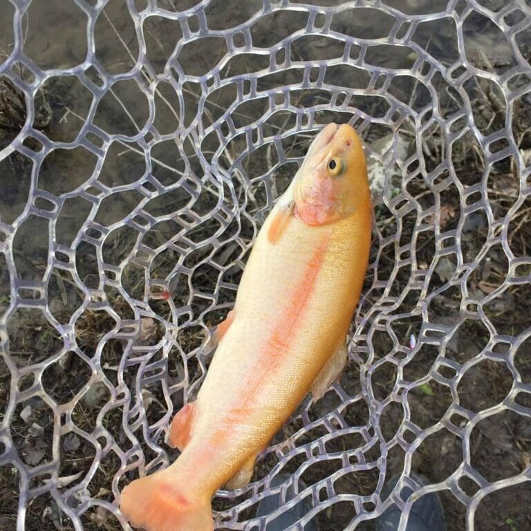 lago bernardi trota albina nel guadino