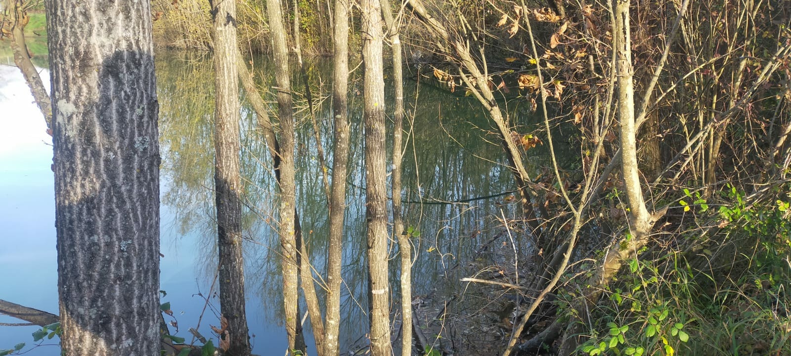 lago sisti alberi