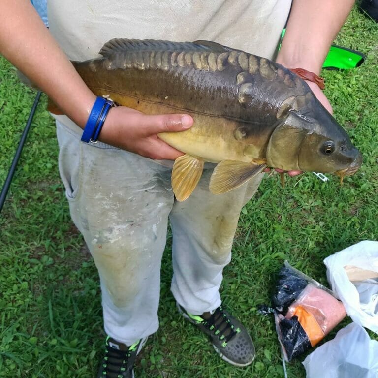 lago sisti carpa catturata