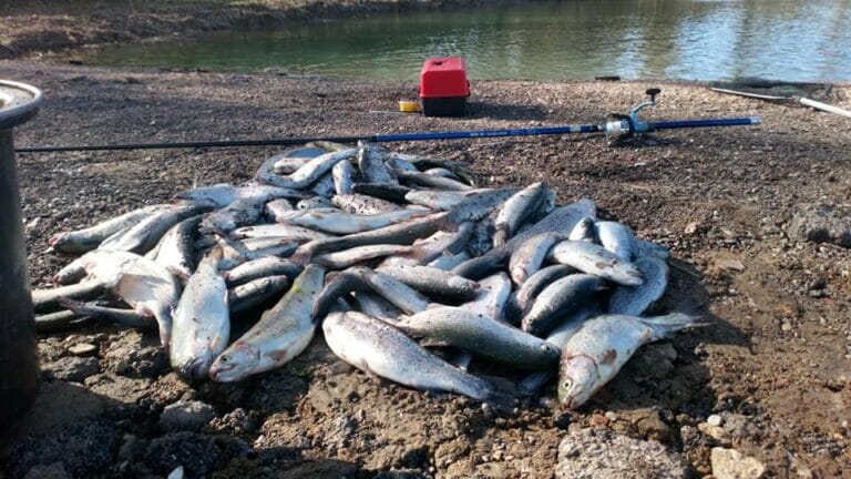 nuovi 3 laghi catture