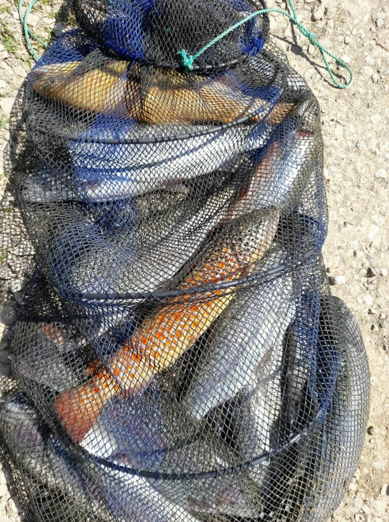 nuovi 3 laghi nassa con trote