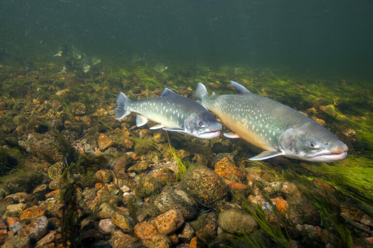 pesce nei fondali ghiaiosi