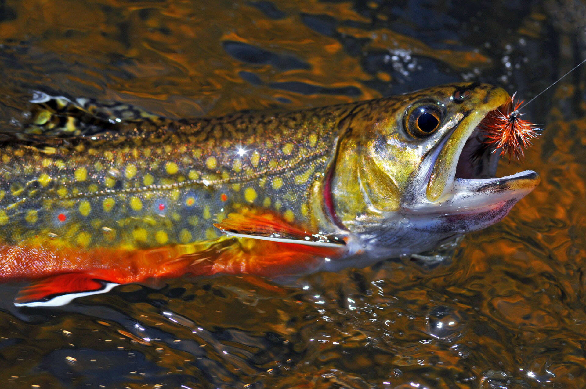 pesca a mosca