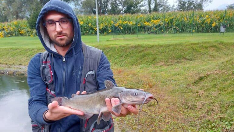 laghetto di chiuro pesce gatto