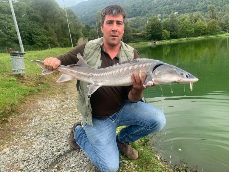 laghetto di chiuro storione