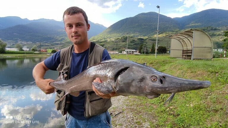 laghetto di chiuro storione 4