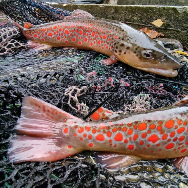 laghetto di chiuro trote