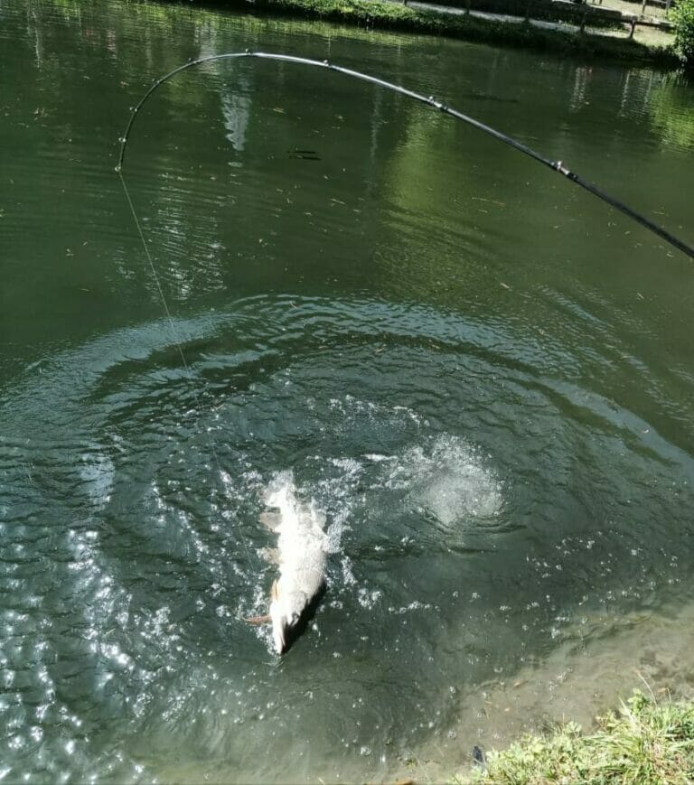 laghi bellavalle luccio 2