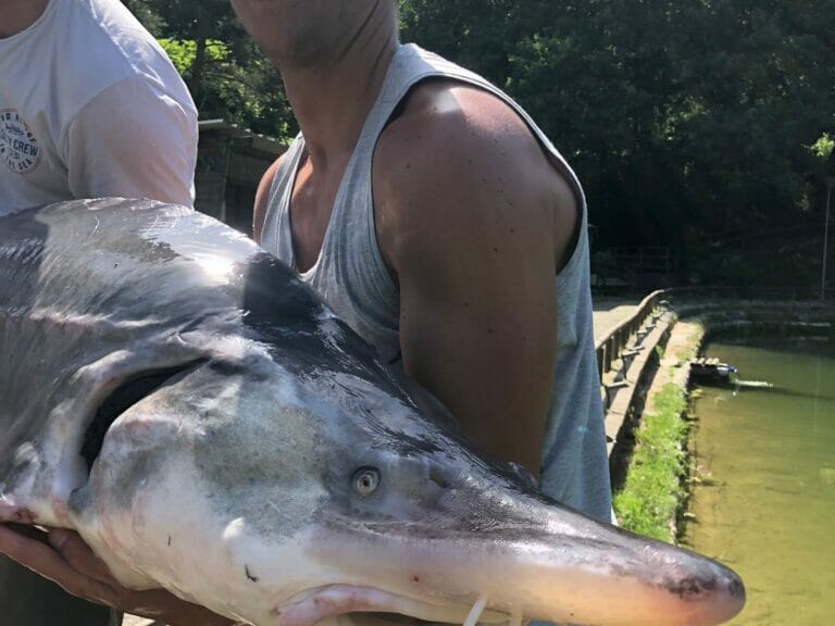 laghi_ bellavalle storione 5