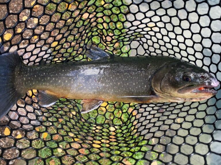 laghi bellavalle trota