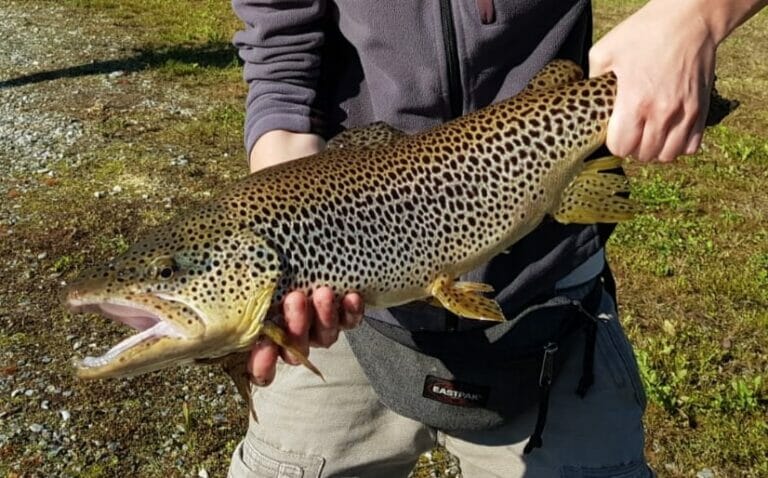 lago di grosotto iridea leopard