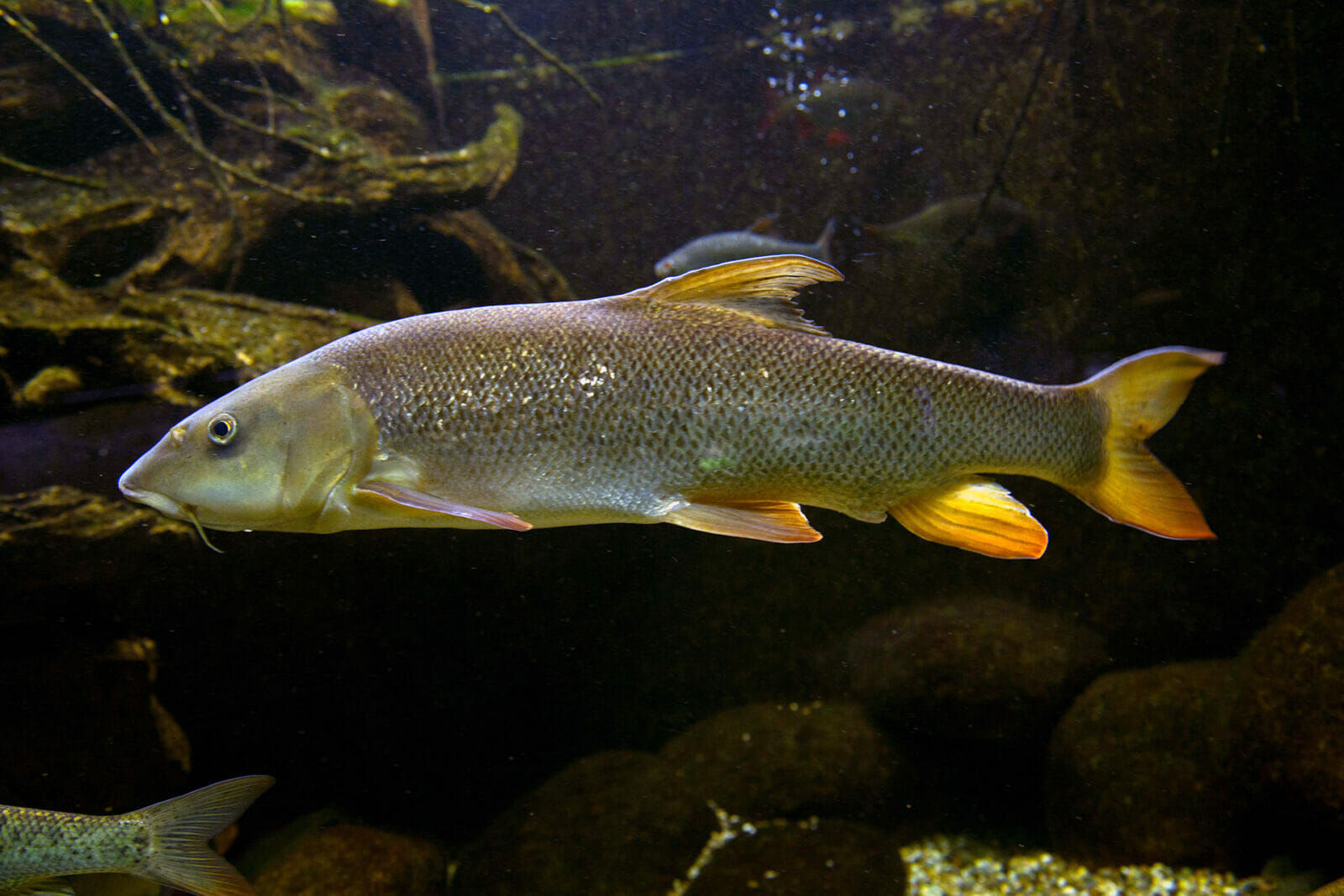 il-barbo-tecniche-esche-curiosit-su-questo-ciprinide-pesca-facile