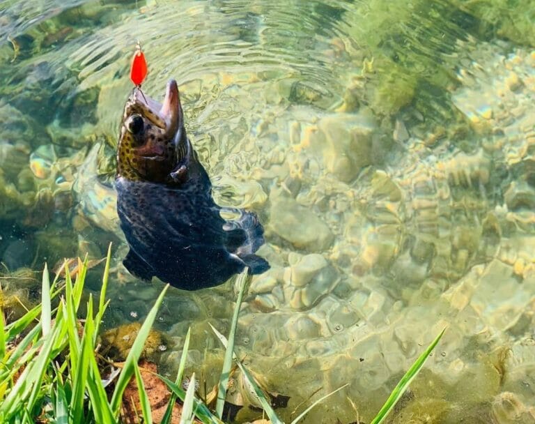 lago parco rio trota allamata