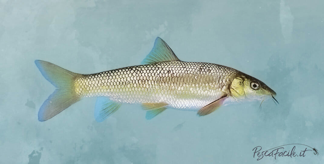 Il Barbo Tecniche Esche Curiosit Su Questo Ciprinide Pesca Facile il-barbo-tecniche-esche-curiosit-su-questo-ciprinide-pesca-facile