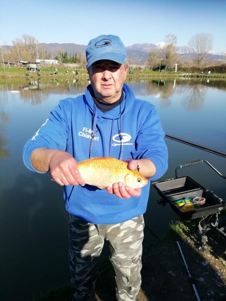 nuova 2 laghi carassio dorato