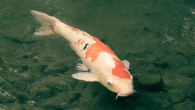 carpa koi