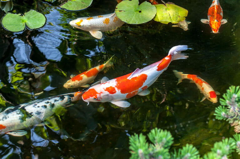 splendide carpe koi