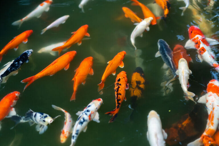 splendide colorazioni