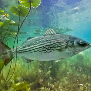 Striped bass