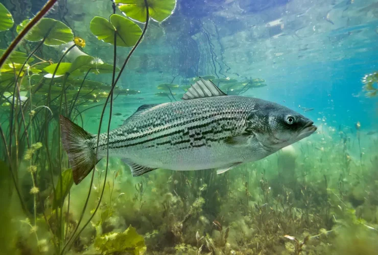 Striped bass