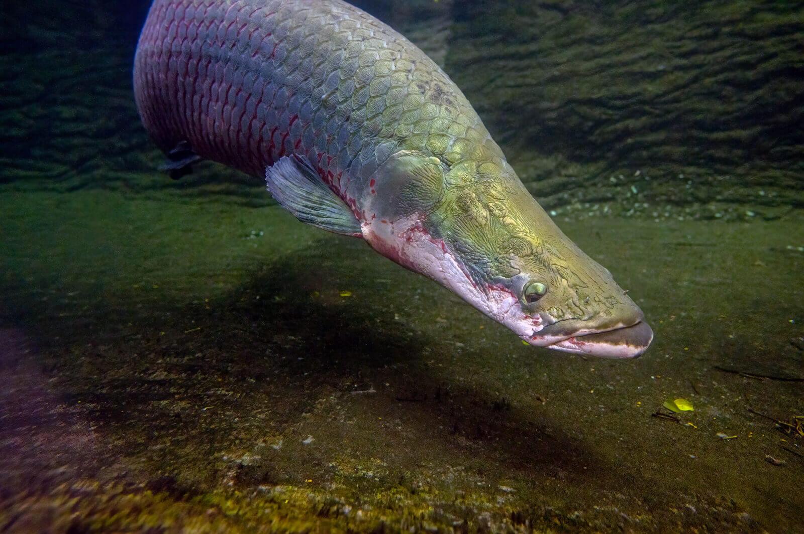 arapaima il mostro d'acqua dolce