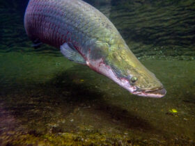 arapaima il mostro d'acqua dolce