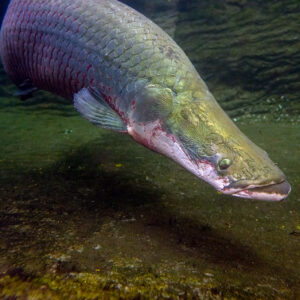 arapaima il mostro d'acqua dolce