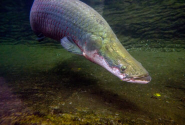arapaima il mostro d'acqua dolce