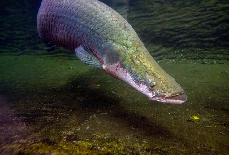 arapaima il mostro d'acqua dolce