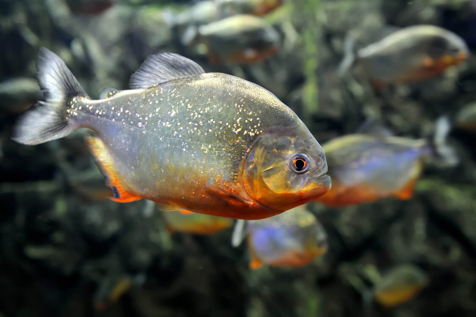 piranha rosso