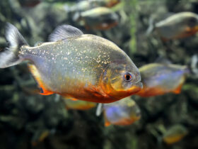 piranha rosso