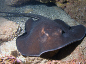 pastinaca