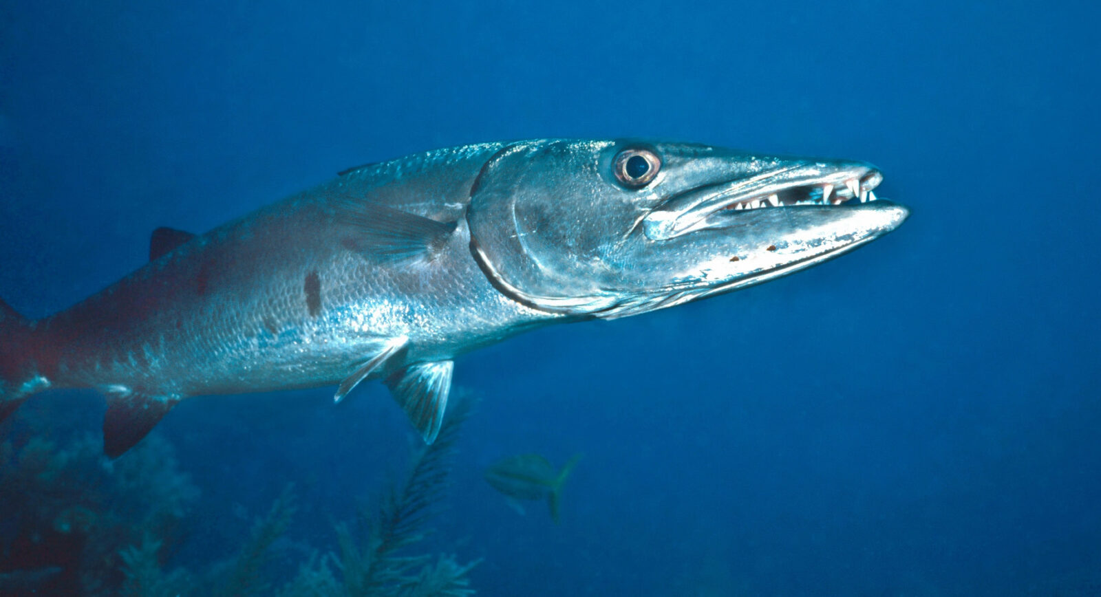 barracuda pesce