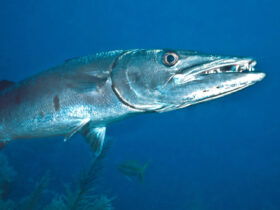 barracuda pesce