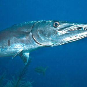 barracuda pesce